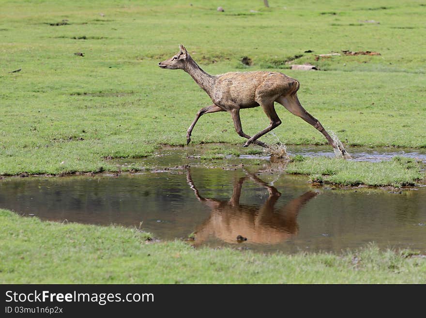 Deer running in the farm at koh samui