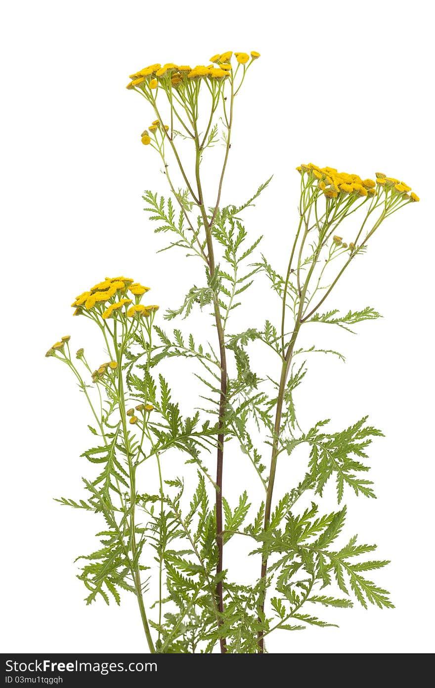 Tansy