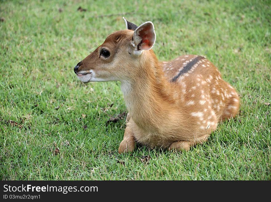 The Sika deer is one of the few deer species that does not lose its spots upon reaching maturity. Spot patterns vary with region. The Sika deer is one of the few deer species that does not lose its spots upon reaching maturity. Spot patterns vary with region.