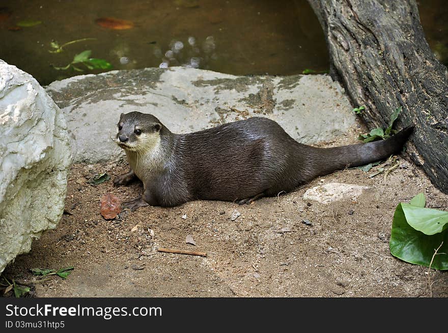 Otter