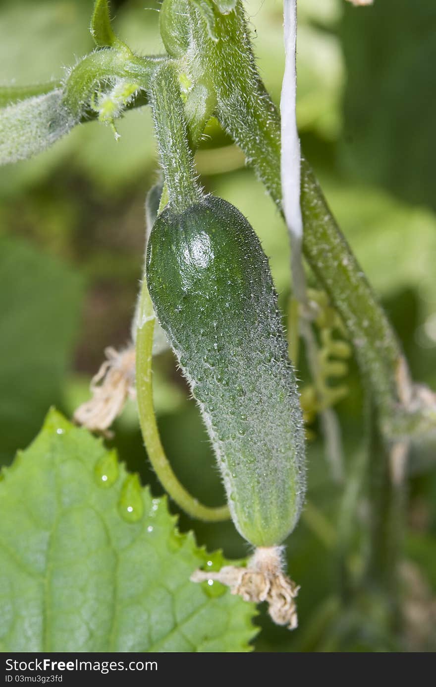 Green cucumber