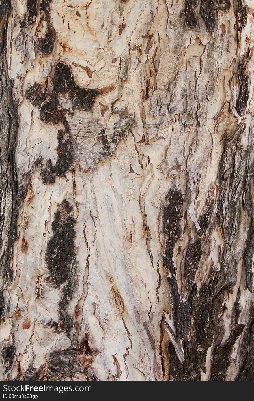 Old Bark.