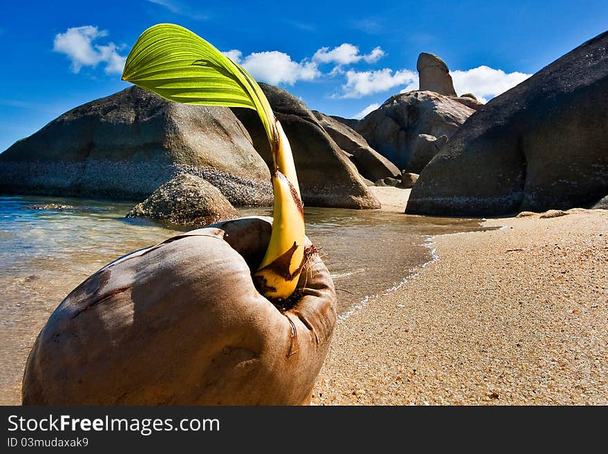 Young coconut on the beach neary big rock