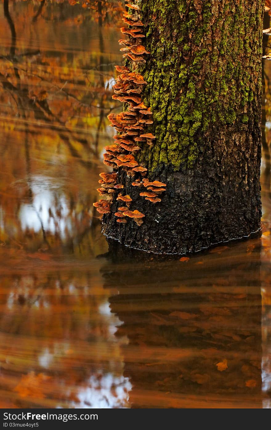 Closeup of mushrooms on a tree standing in the middle of a stream. Closeup of mushrooms on a tree standing in the middle of a stream