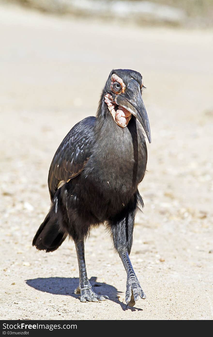 Full length Female ground Hornbill walking towards. Full length Female ground Hornbill walking towards