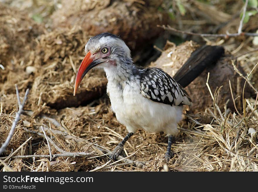 Red-billed hornbill lookin for food