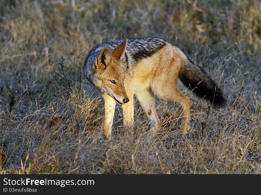 Black Backed Jackall