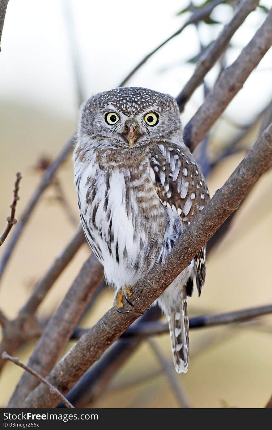 Pearl-spotted owl