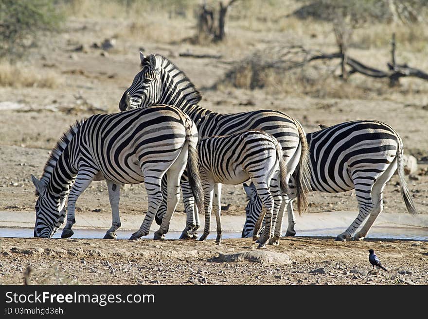 Zebras Drinking