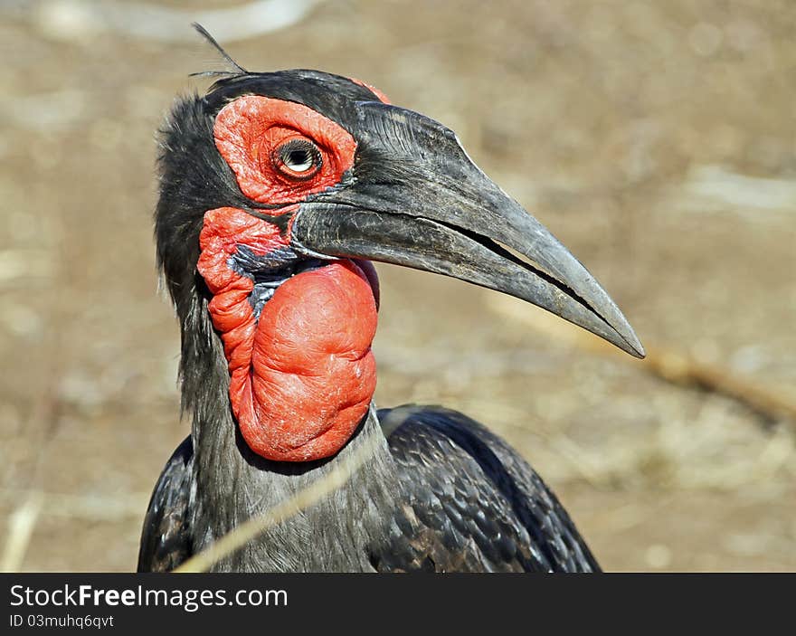 Portrait of Male ground Hornbill walking towards