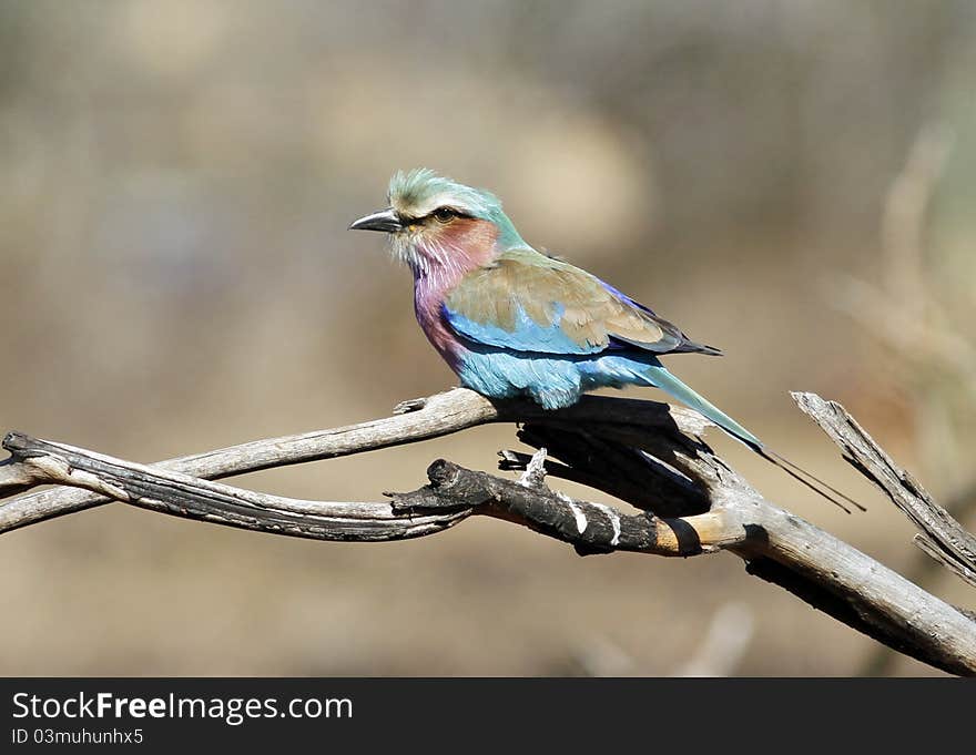 Lilac-breasted roller (Coratias caudata) on a branch