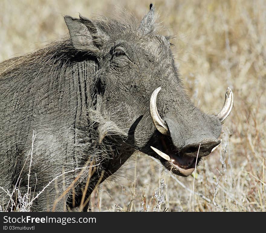 Mother warthog in the foreground