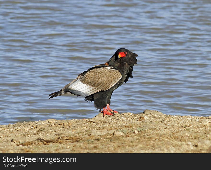 Bateleur eagle at dam in the kruger national park