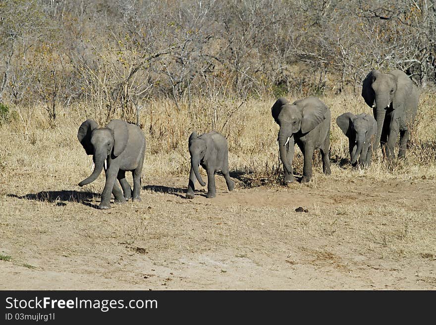 Elephant family walking towards waterhole