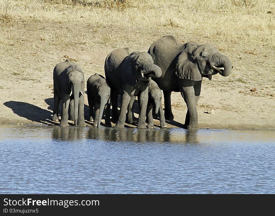 Elephant family at waterhole drinking water