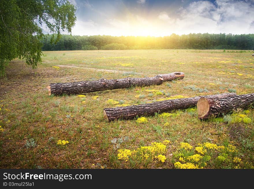 Wood glade on a sunset