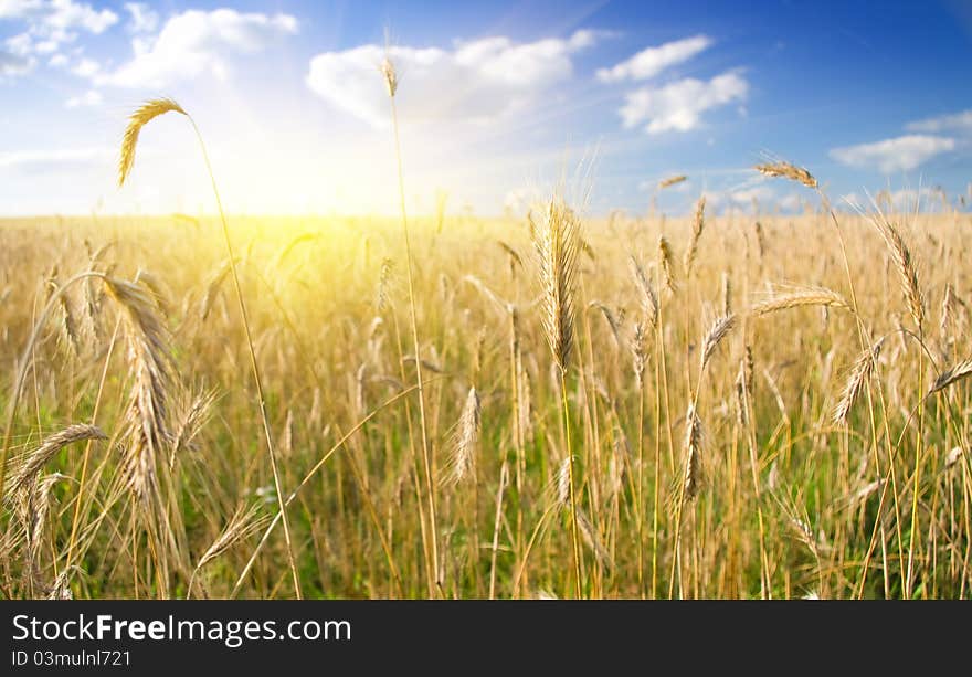 Wheat field against a blue sky