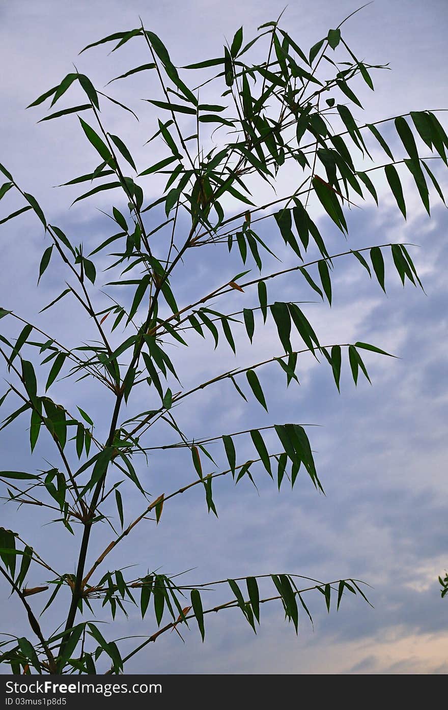 Bamboo leaf with sky