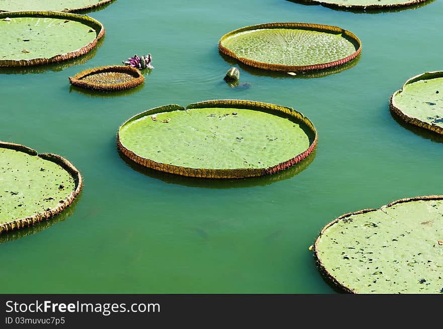 Image of victoria lotus leaf