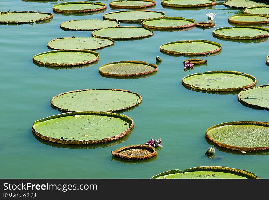 Victoria lotus leaf