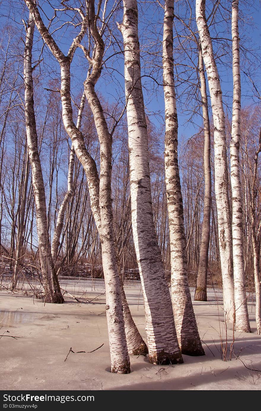 Early spring in birch forest and ice