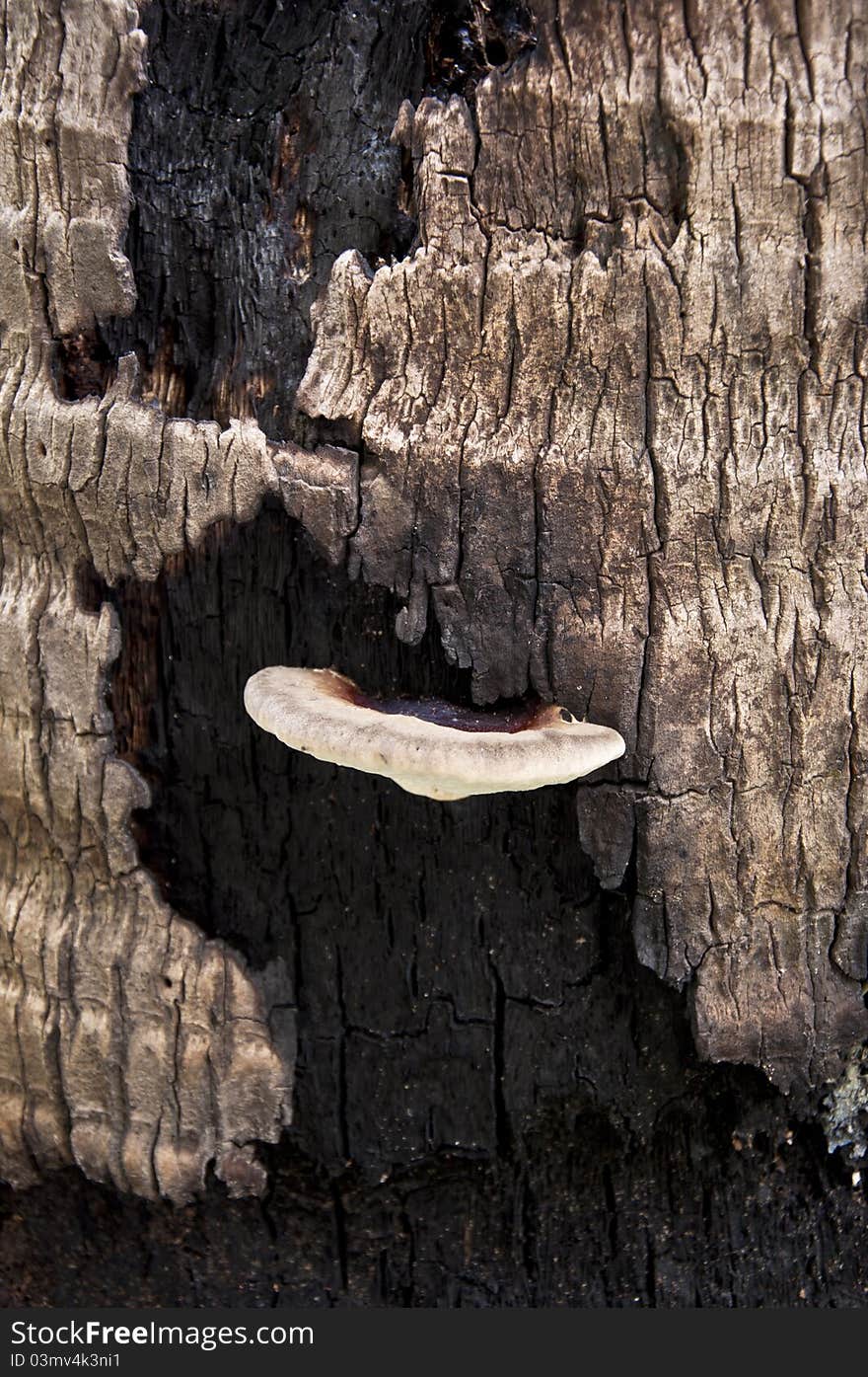 A mushrooms growing on a dead palm tree. A mushrooms growing on a dead palm tree