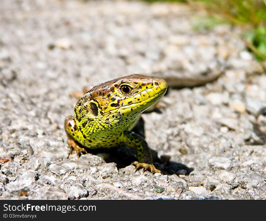 Just some tiny lizard hanging around