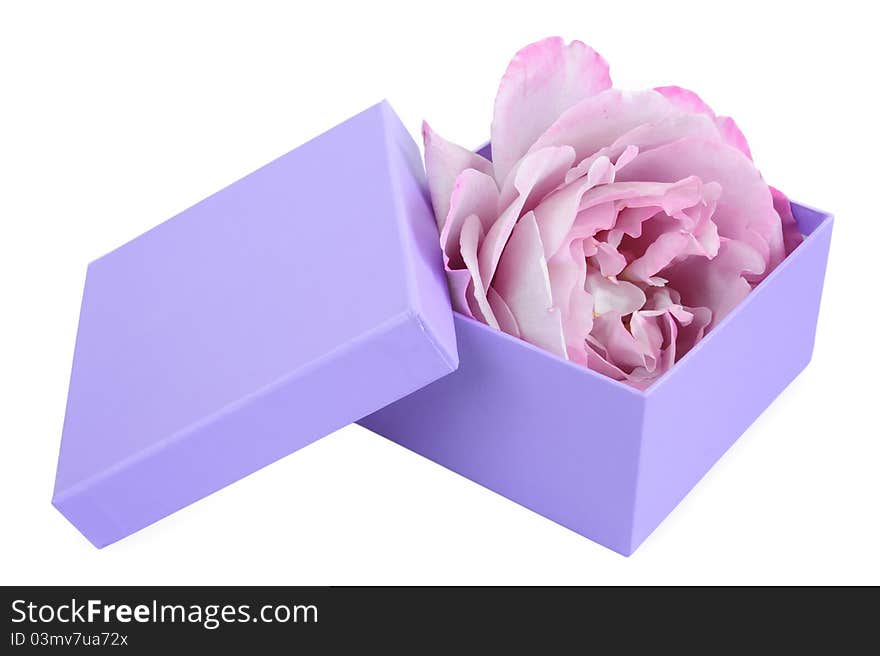 Purple rose purple gift box on white background