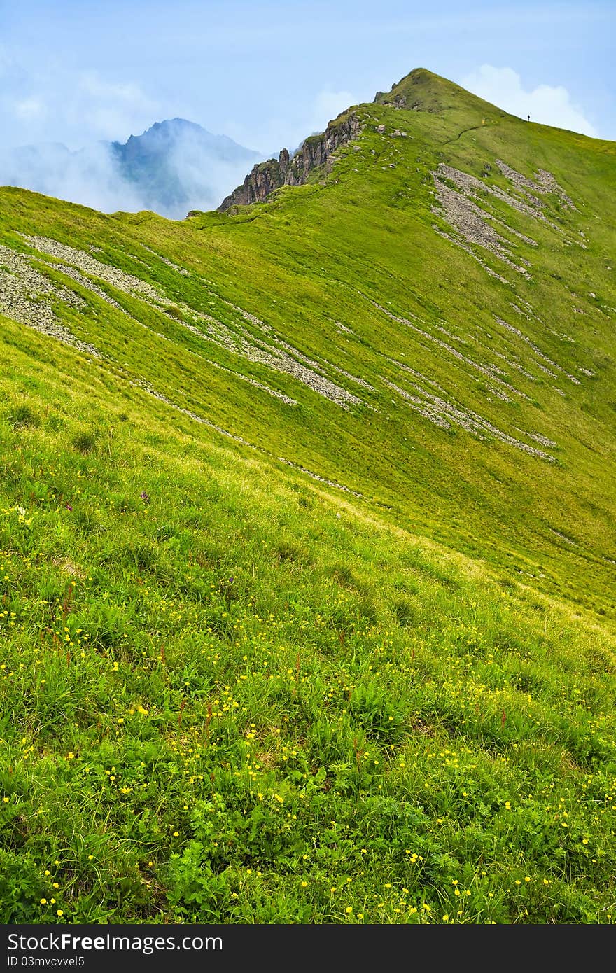 Yellow flower and green grass in bright sunlight. Yellow flower and green grass in bright sunlight