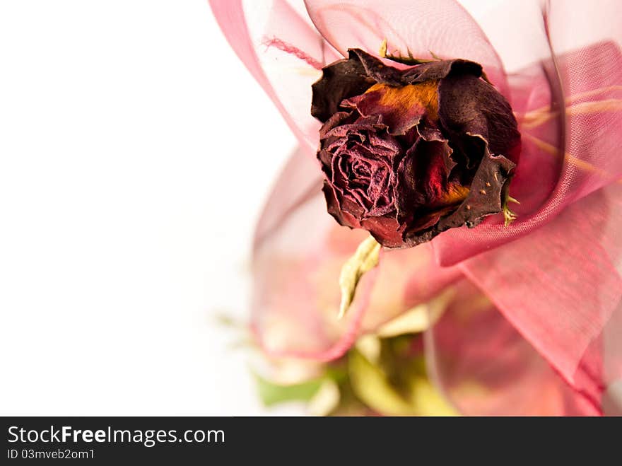 Beautiful dry red rose closeup