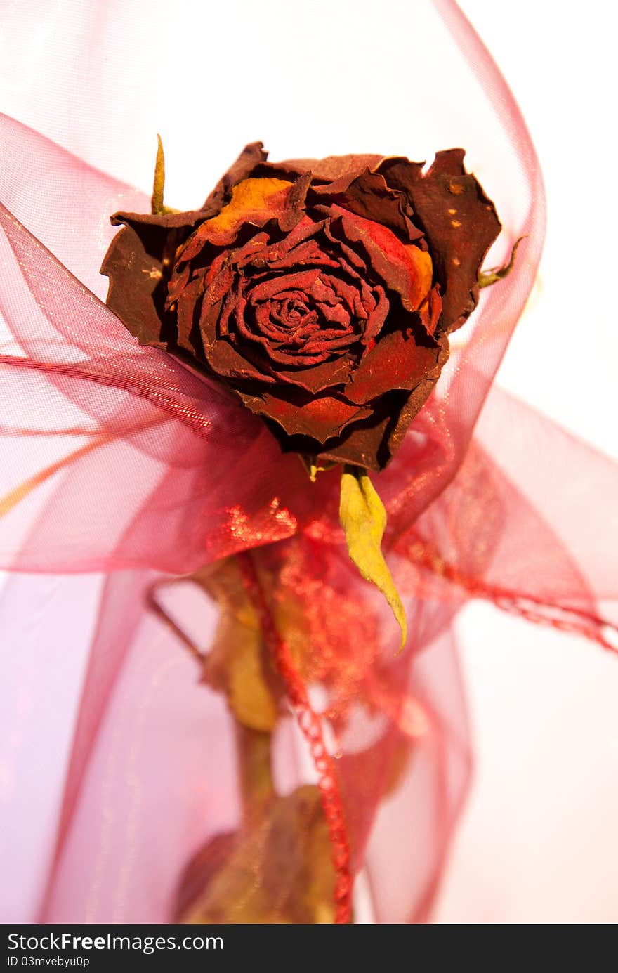 Beautiful dry red rose from front with decoration over white background