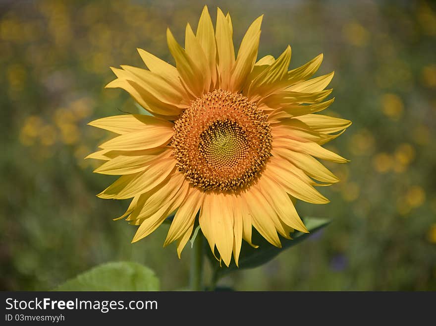 Sunflower