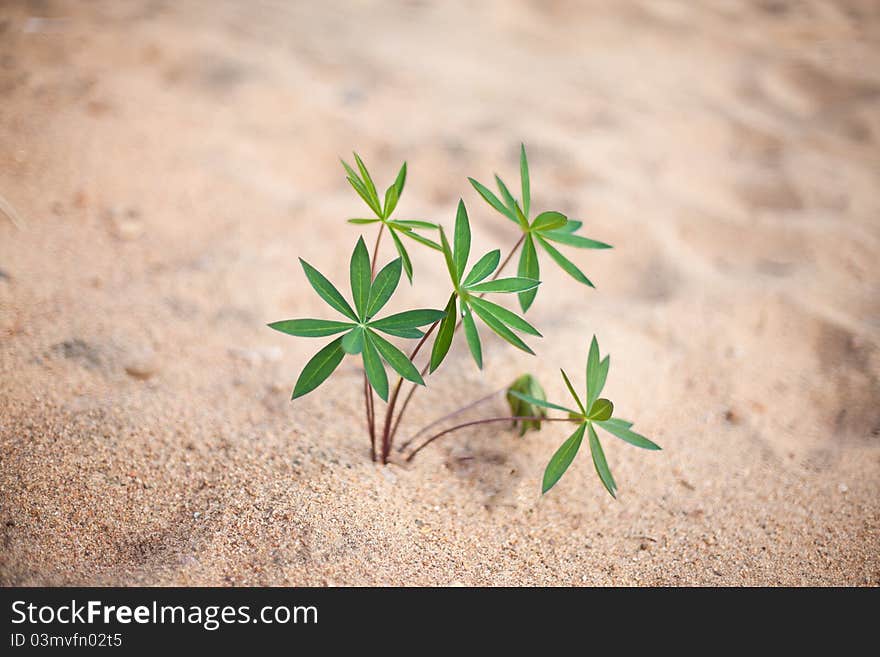 Plant On The Beach