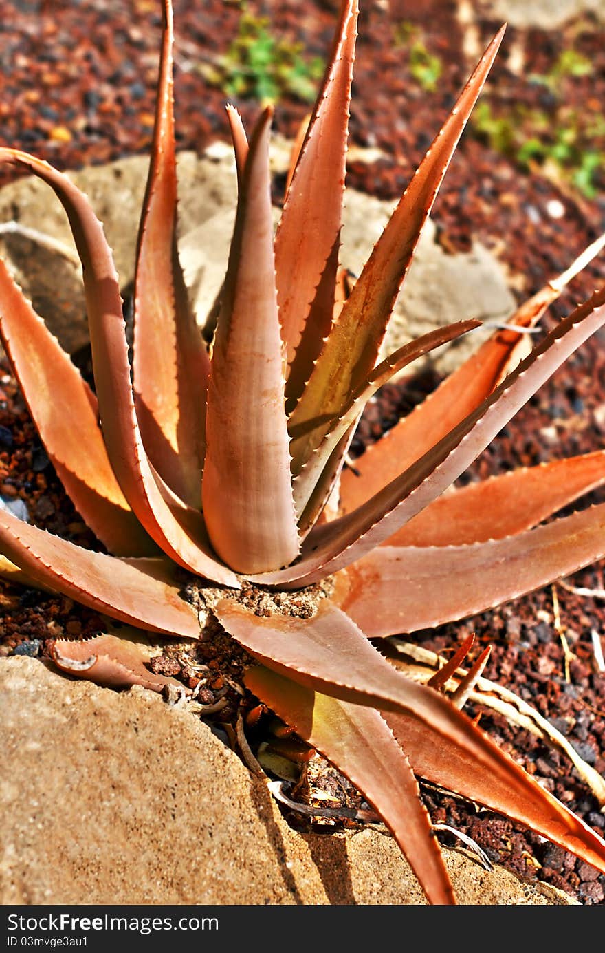 Aloe