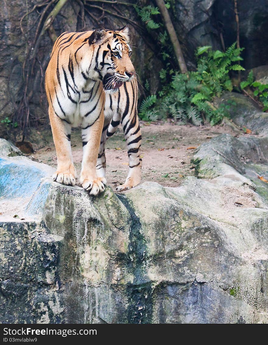 Sumatran tiger on the stone