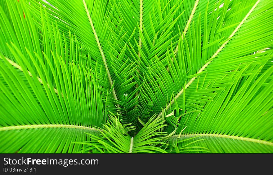 Closeup view of green Hornbeam leaves as background