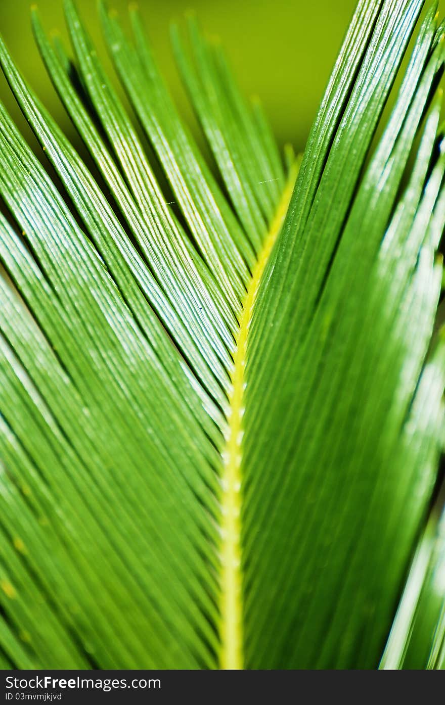 An evergreen plant, cycas center. An evergreen plant, cycas center