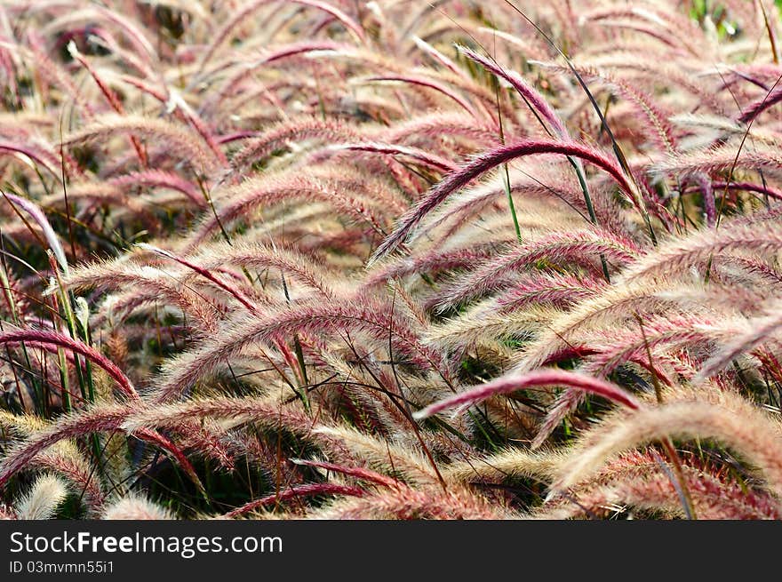 Red Bristle grass Herb in the wind