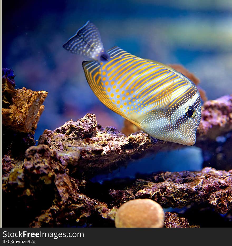 Underwater world on the reef