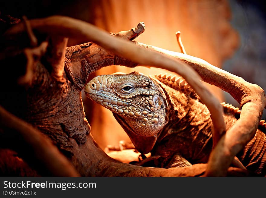 Cuban iguana in natural habitat