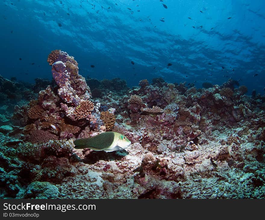 Diving coral reef fish Maldives. Diving coral reef fish Maldives