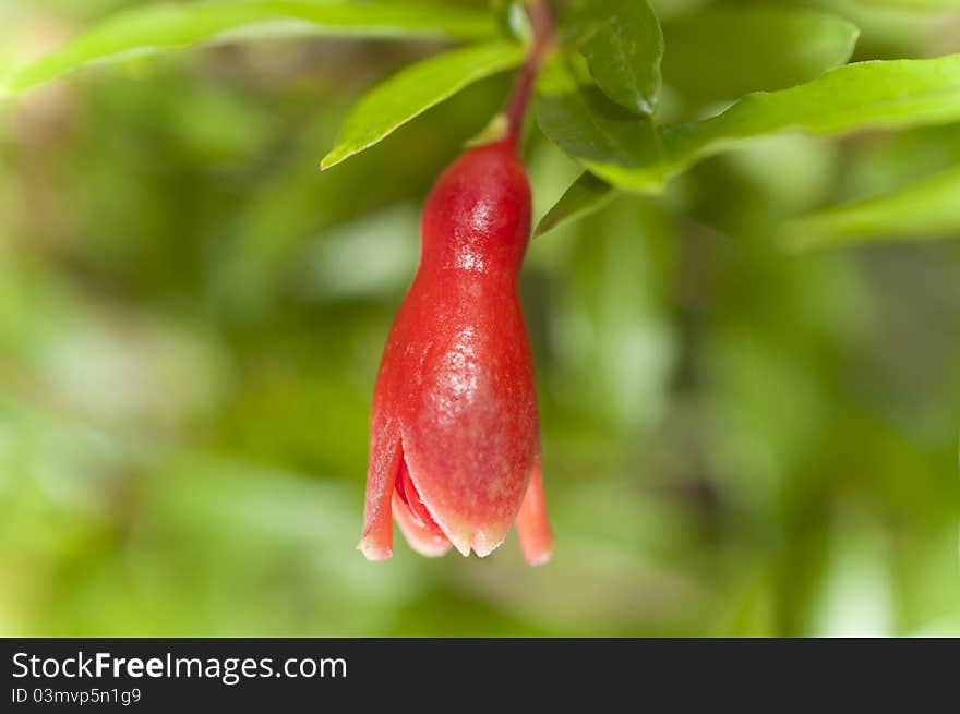 A macro photo about a pomegranate's flower