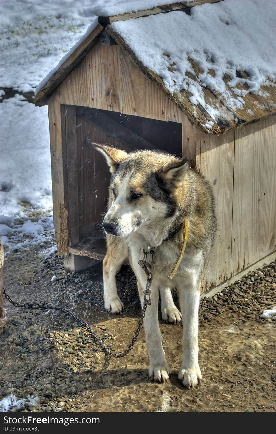 Siberian Husky