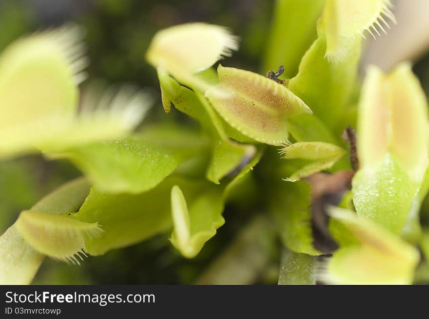 Dionaea Muscipula