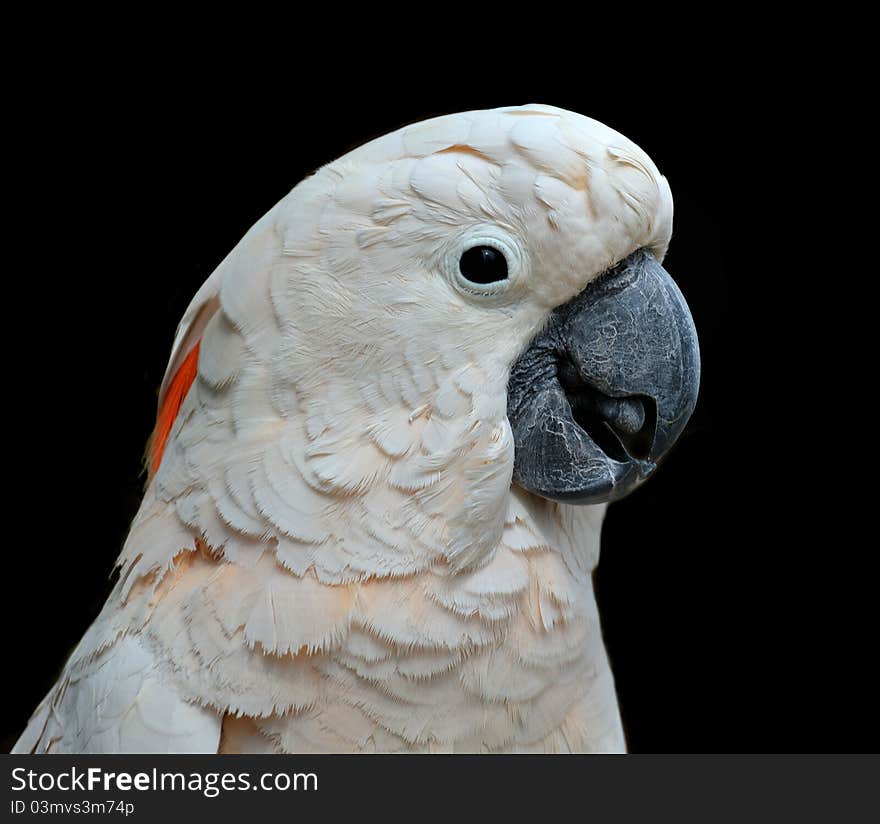 Close up portrait of a Moluccan cockatoo with a black background. Close up portrait of a Moluccan cockatoo with a black background