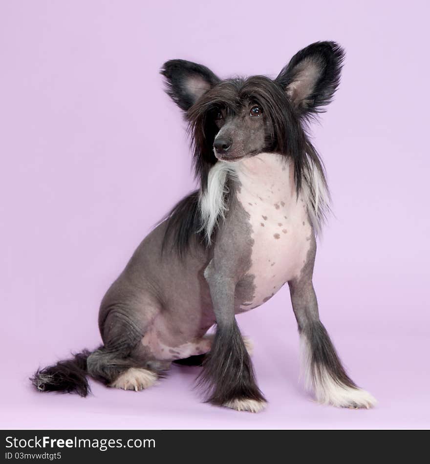 Male chinese crested dog