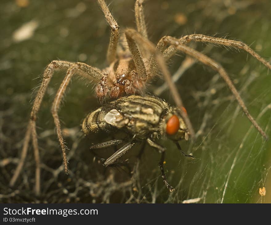 A spider kill a fly