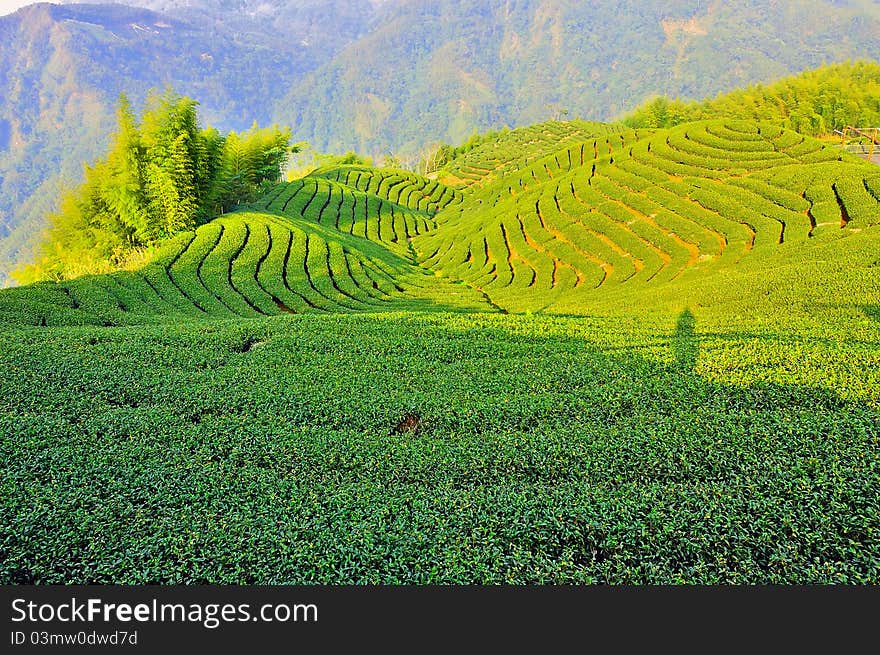 Tea Plantation