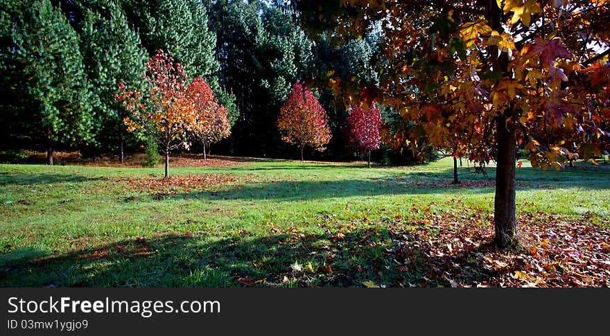 Autumn trees and green grass