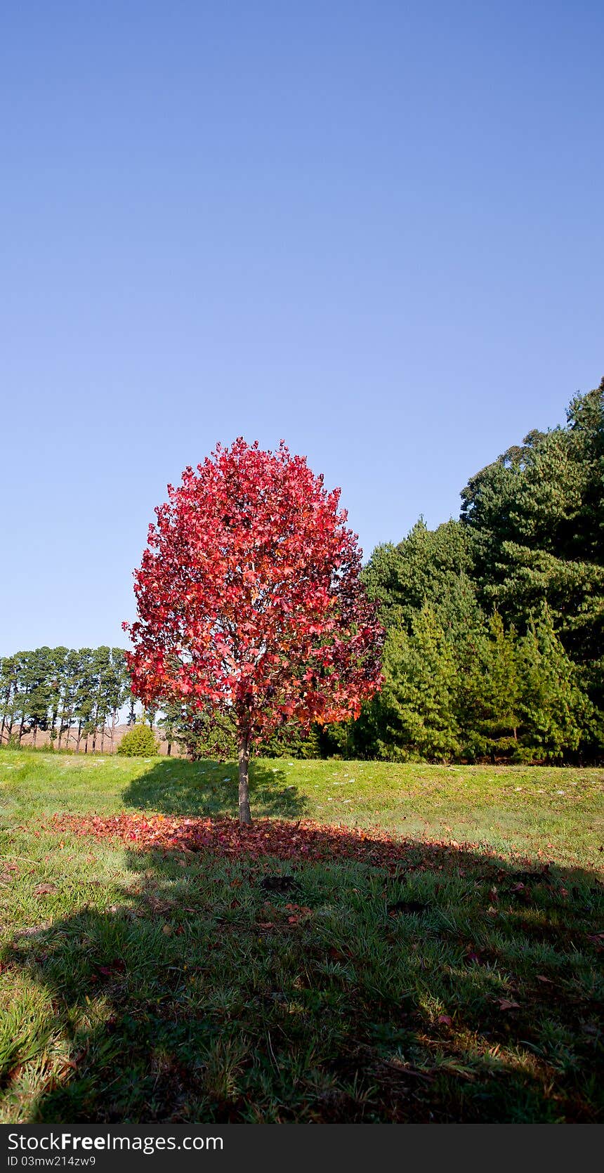 Autumn trees and green grass